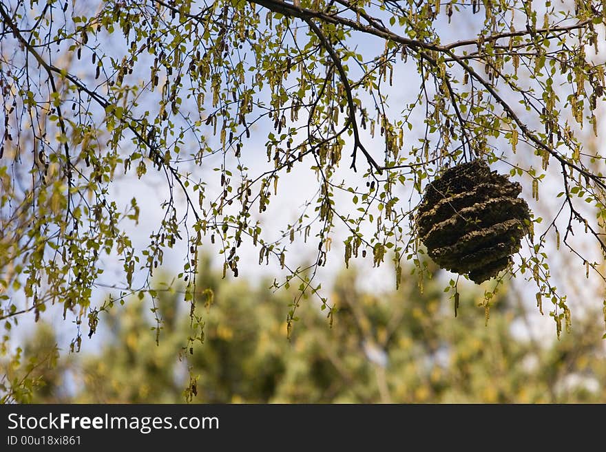 Insect Nest