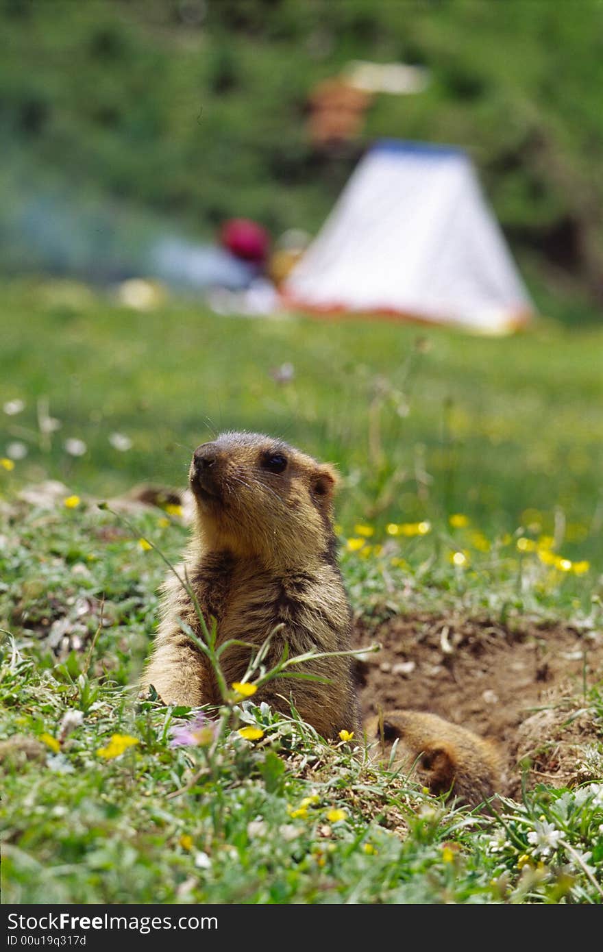 An alerting marmot, sichuan, china