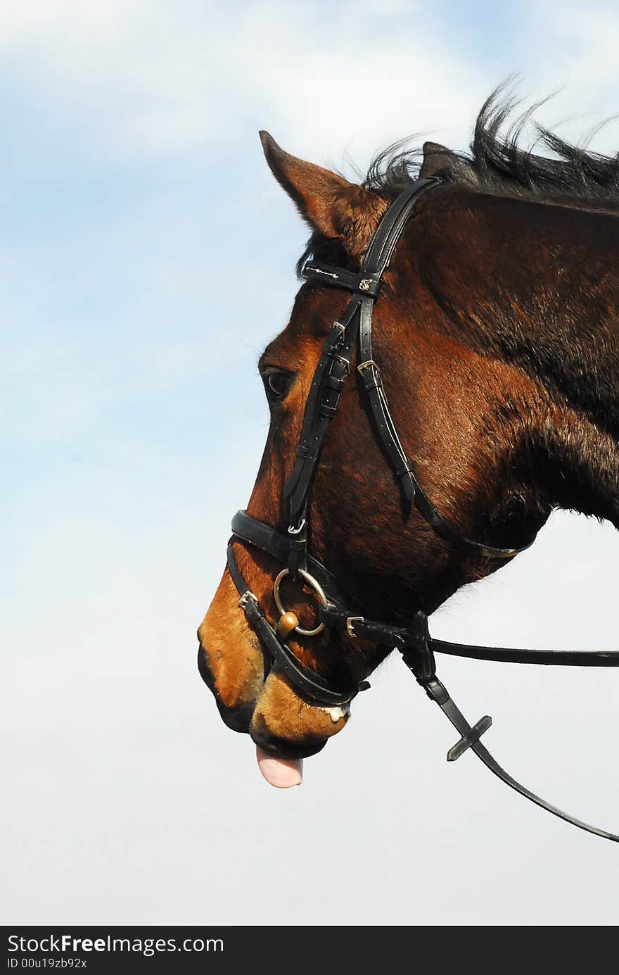 Portrait of bay horse with tongue out against blue sky.