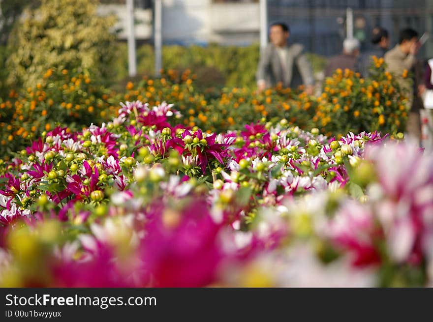 Daisy in the Guangzhou Spring Festival market