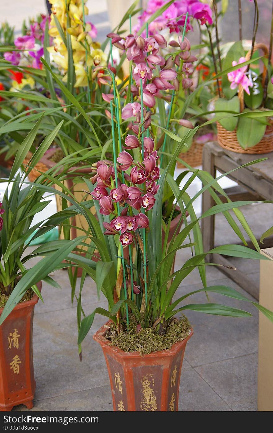 Orchid in the Guangzhou Spring Festival market