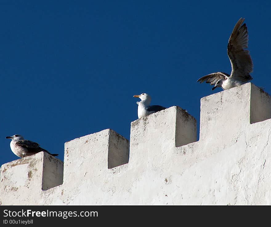 Seagulls resting on the white castle wall