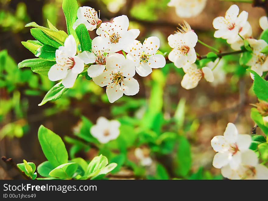 Tree  blossom and green leafs. Tree  blossom and green leafs