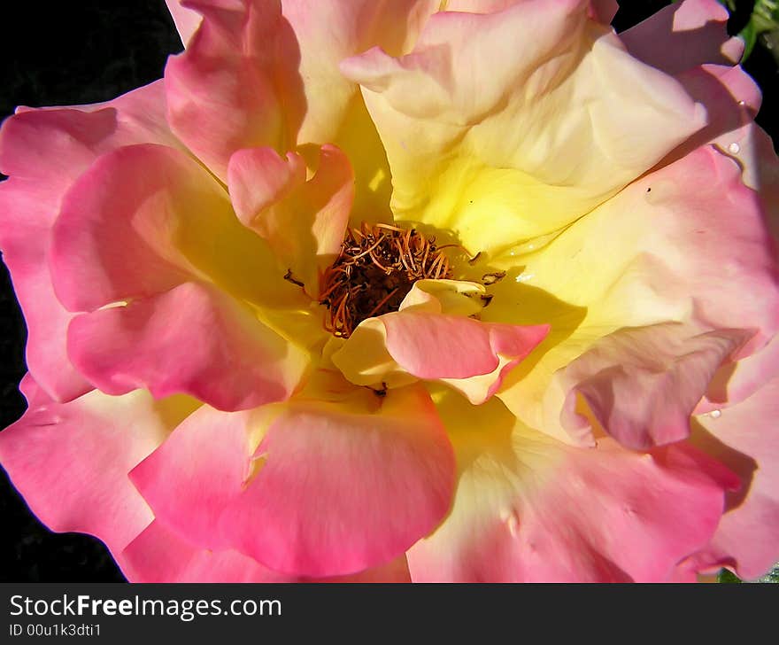 The central part of the open fragrant rose, background for congratulations. The central part of the open fragrant rose, background for congratulations