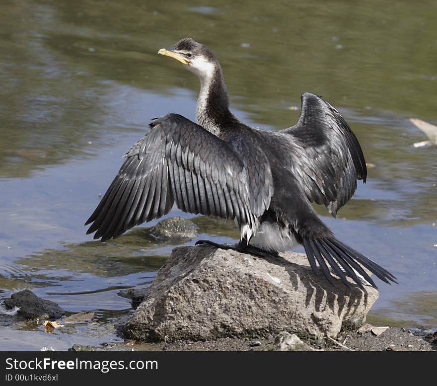 Cormorant