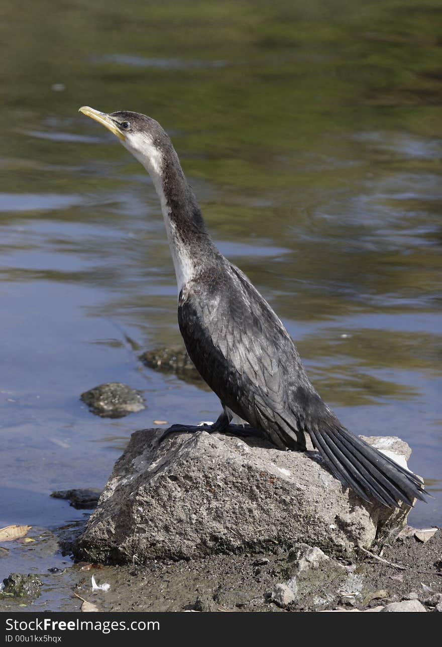 Cormorant