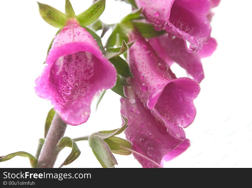 Purple Digitalis On White Background