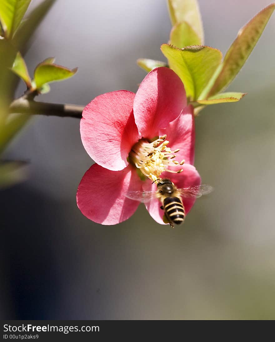 Crabapple flower & bee