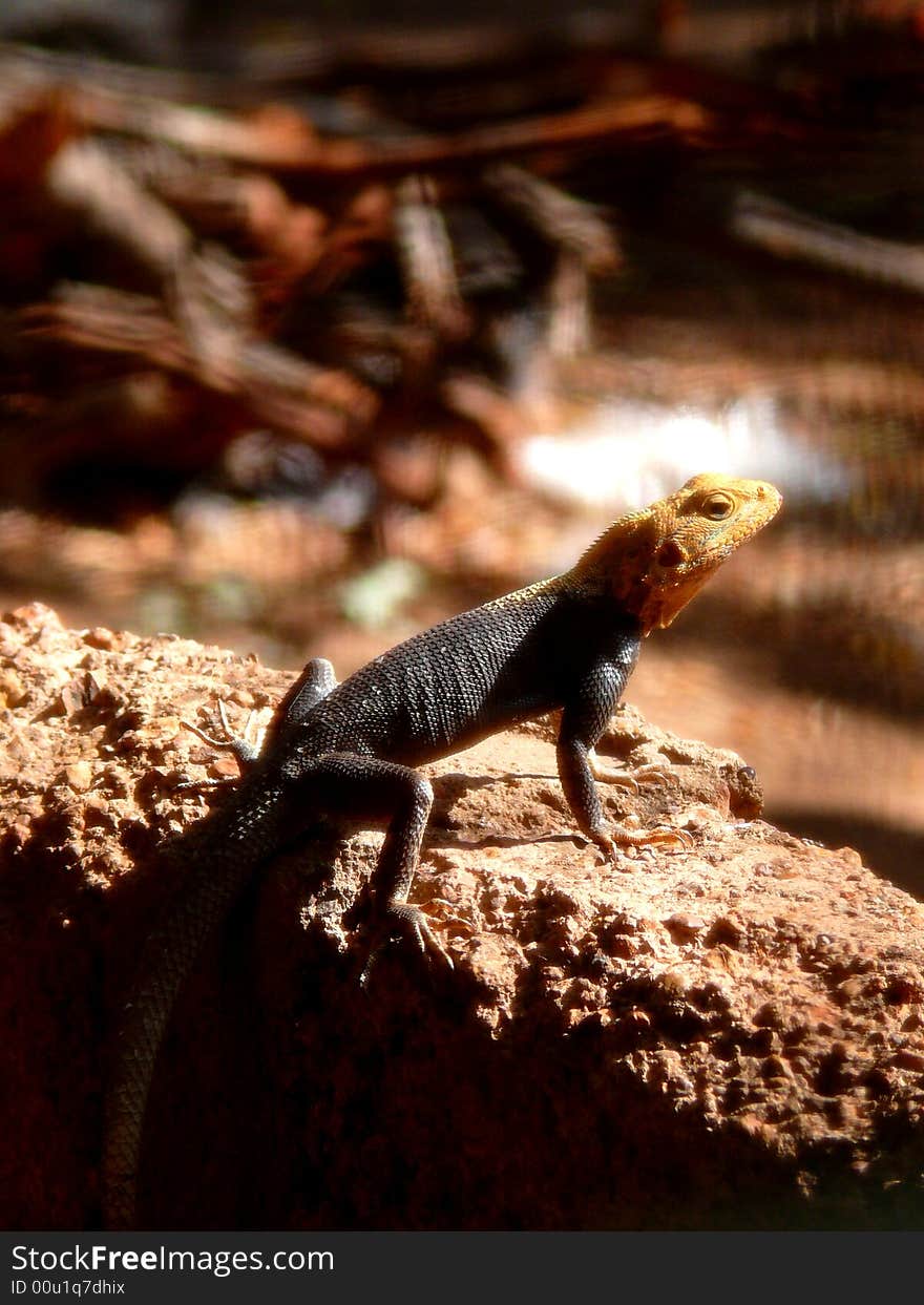 Agama Sunbathing