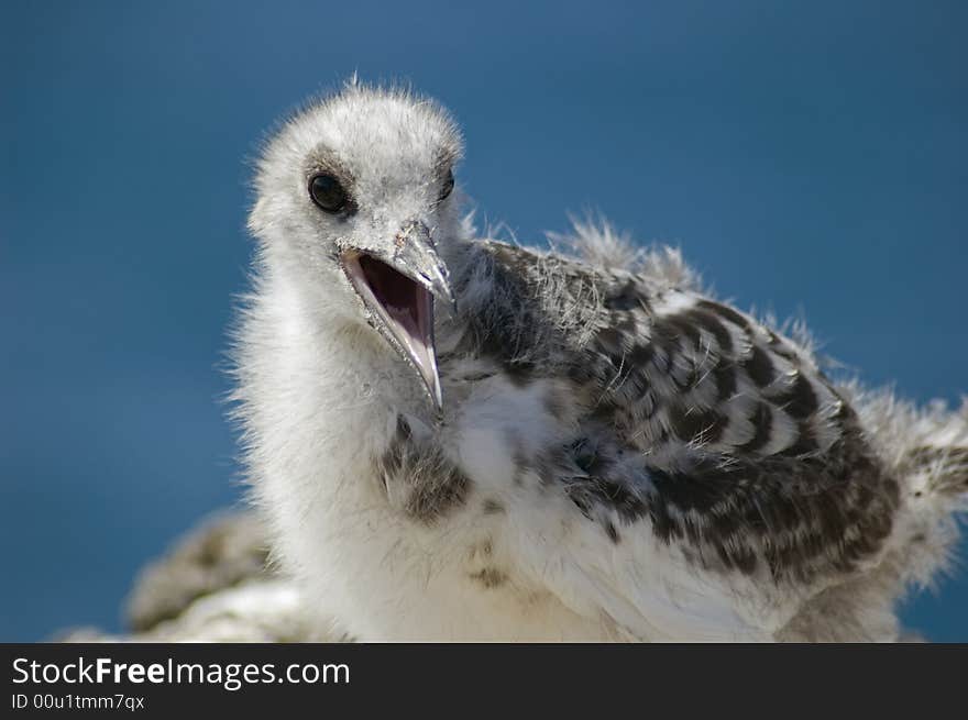 Gull baby, Galapagos Islands, Ecuador