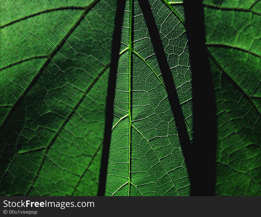 A leaf with shadows from stems.