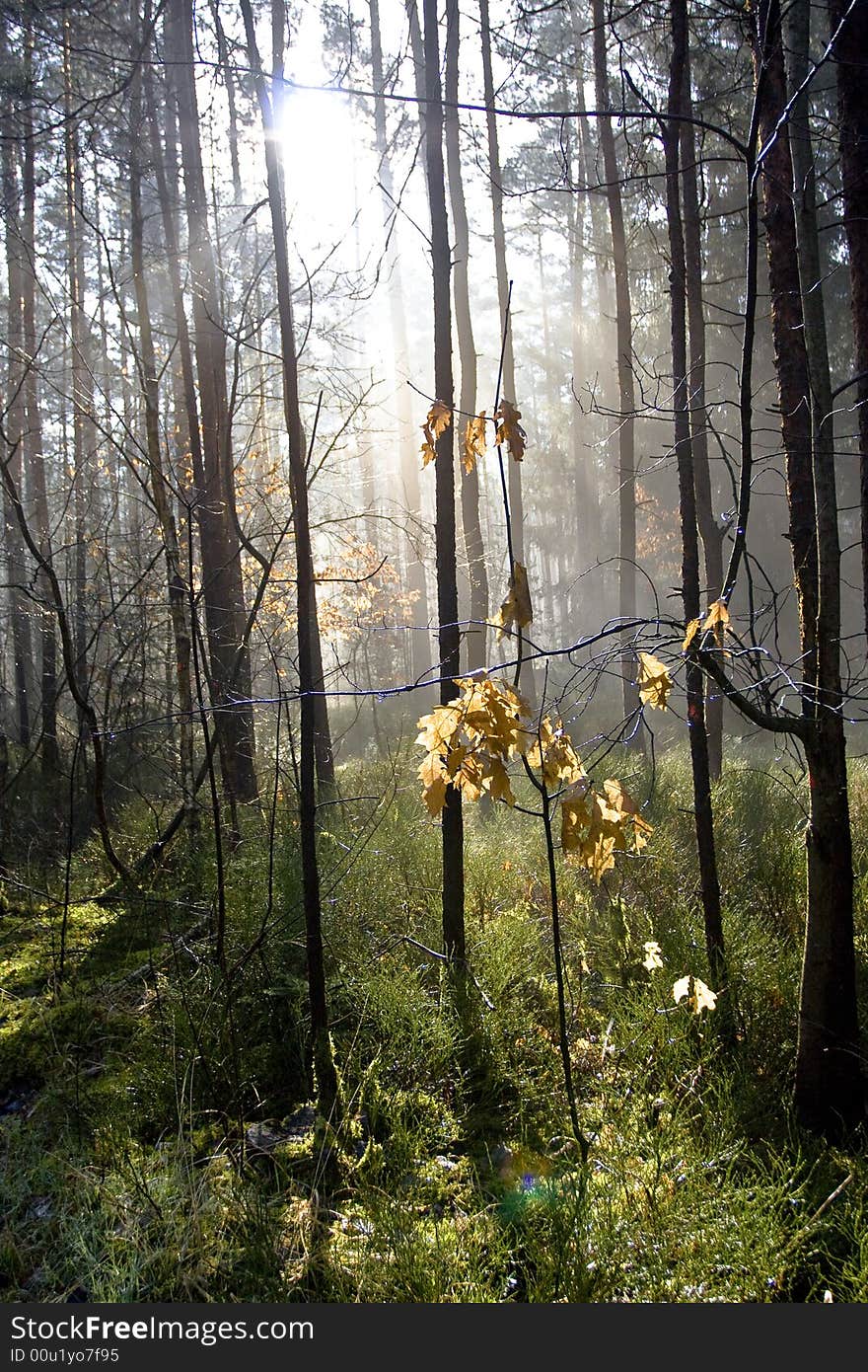 First warm day in the forest and very foggy. First warm day in the forest and very foggy