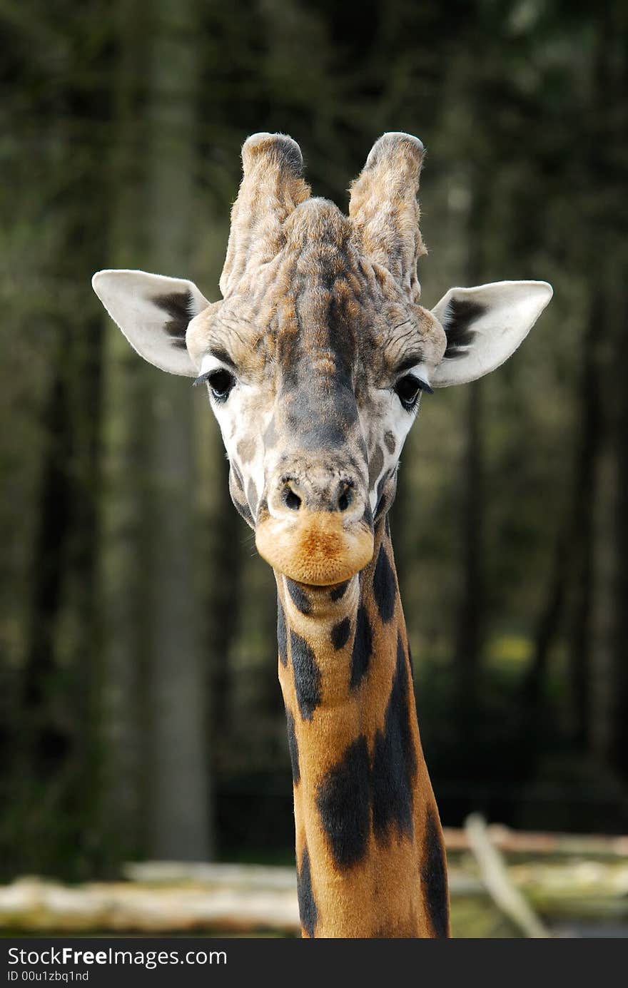 Cute giraffe looking at the camera