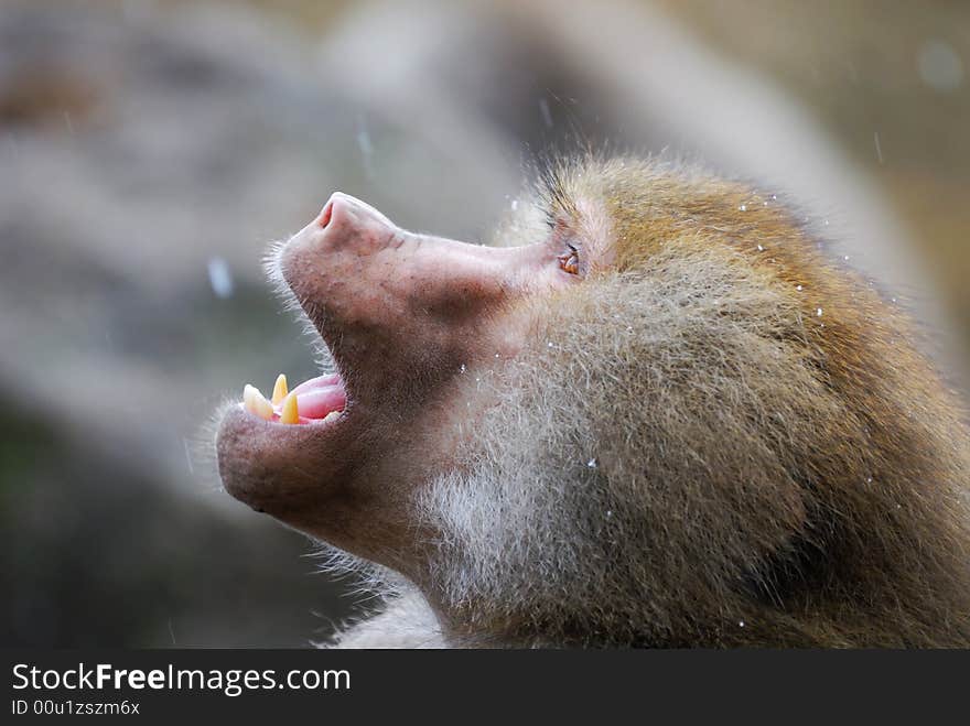 Baboon monkey trying to catch snow with its mouth