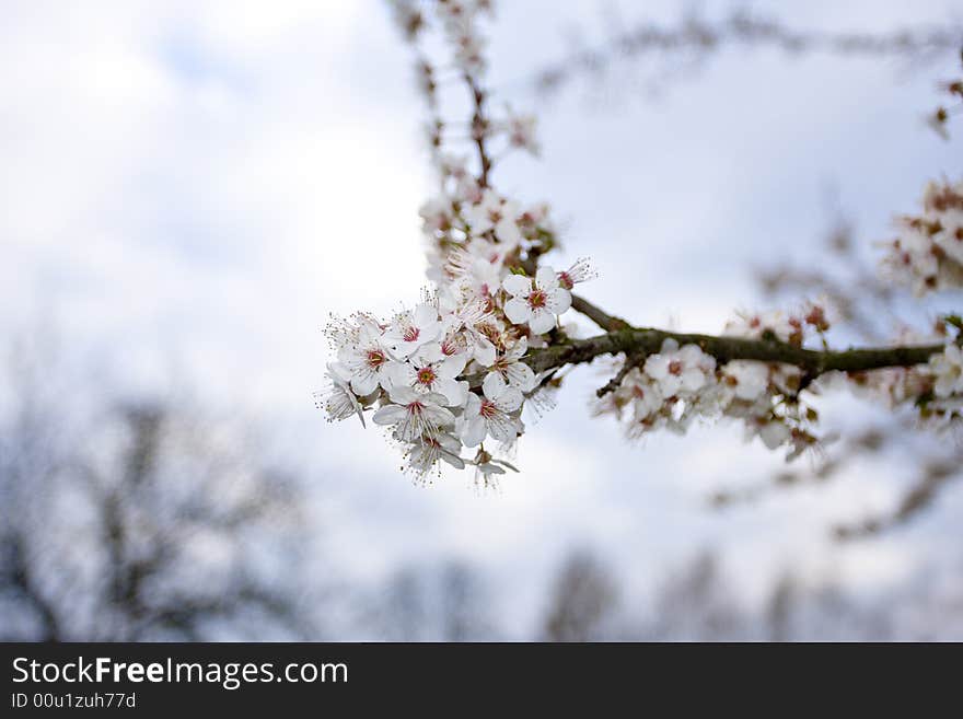 Cherry blossom