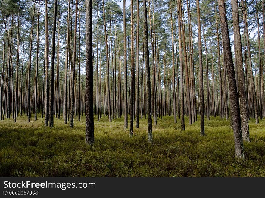 Trees Standing Like Soldiers