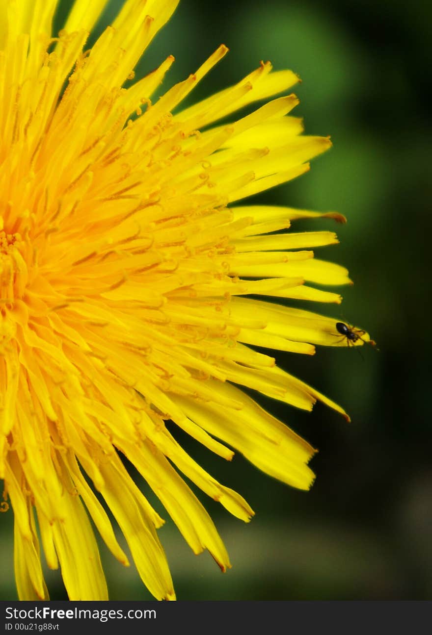 A yellow  dandelion with insect on it