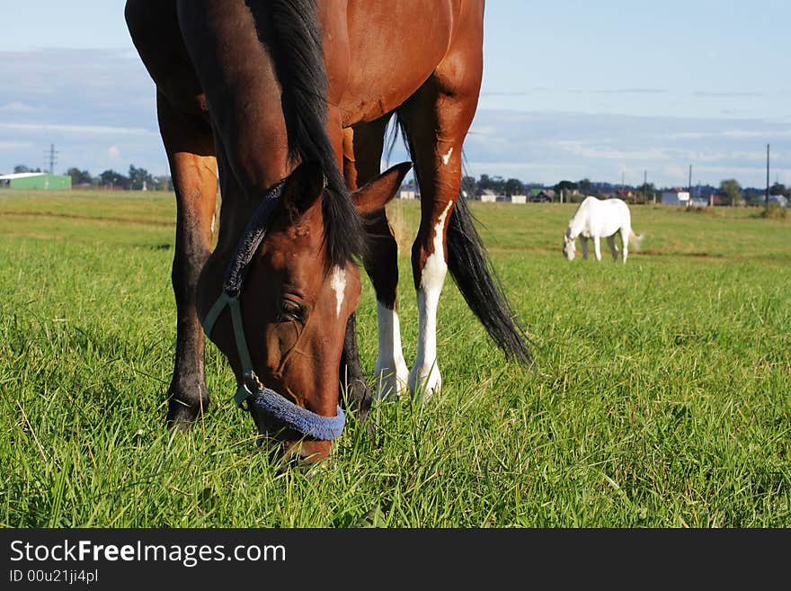 Bay and grey beauty horses eat grass at the field