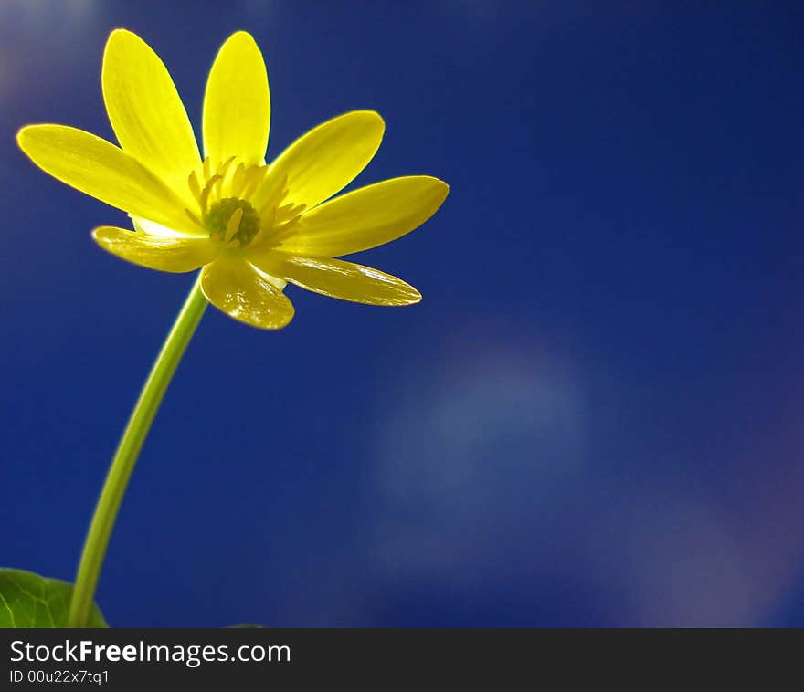 Yellow Flower On Blue Background