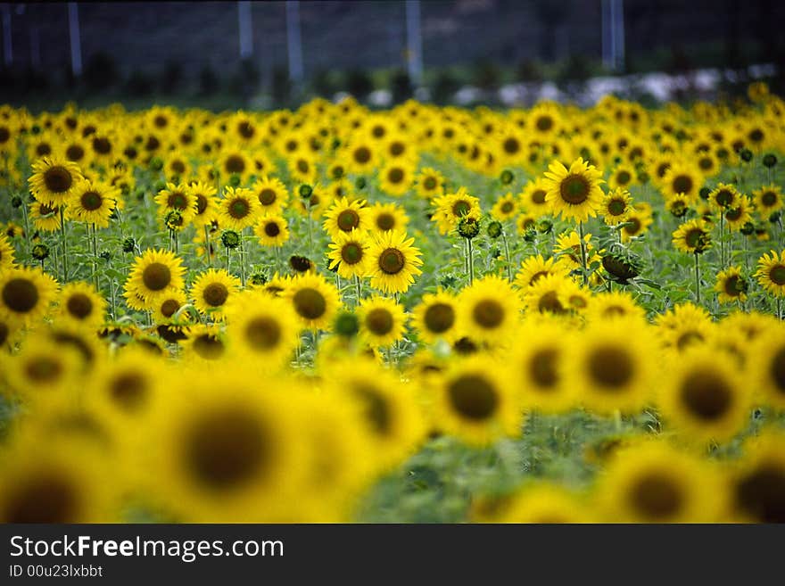 Sunflower Field