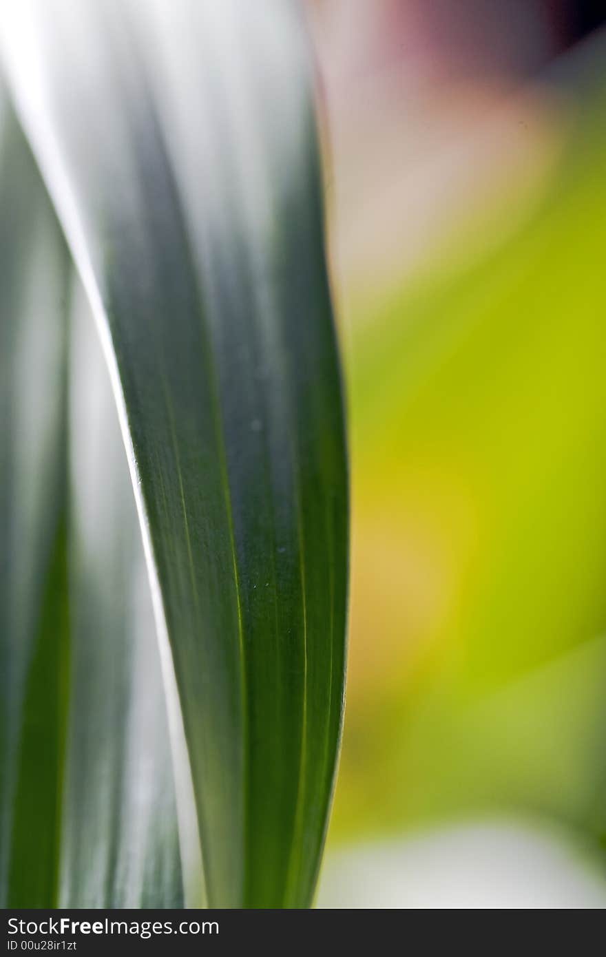 Orchid leaves in backlight.This photo is taken in Wuxi Yuantouzhu Orchids garden.