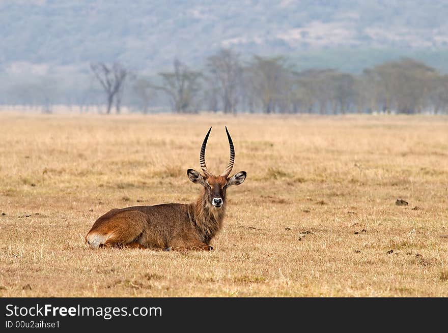 Male waterbuck in african savannah