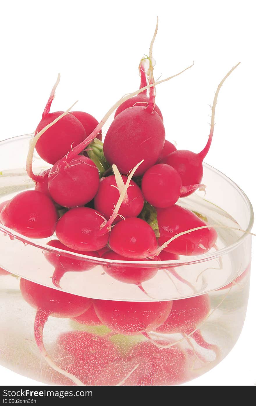 Fresh radishes in water