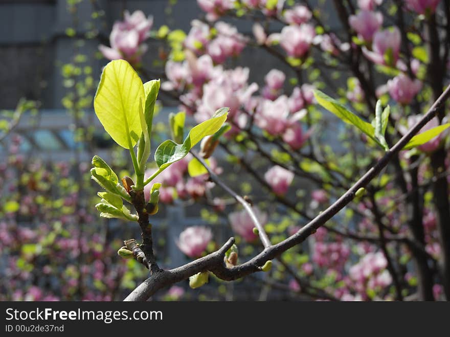 Leaves around flowers in a wonderful sunshine day