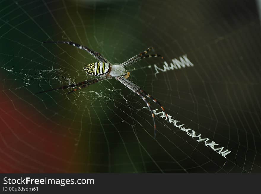 A spider which can make cobweb like letters 'Y/W/X/M/N'. A spider which can make cobweb like letters 'Y/W/X/M/N'