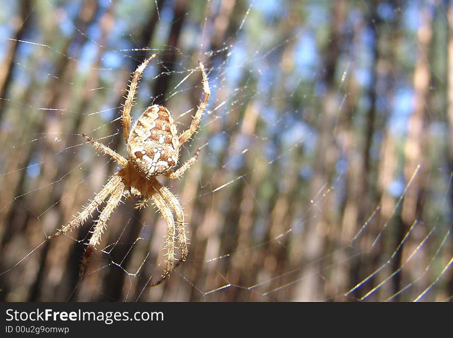 The spider catches flies in a solar wood