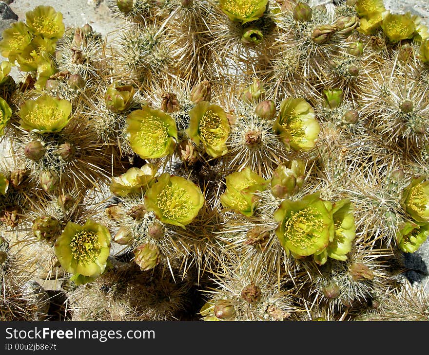 Blooming cacti