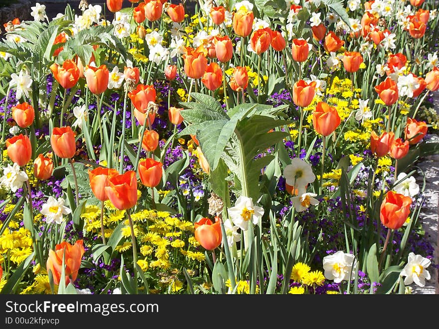 Colorful Flowers