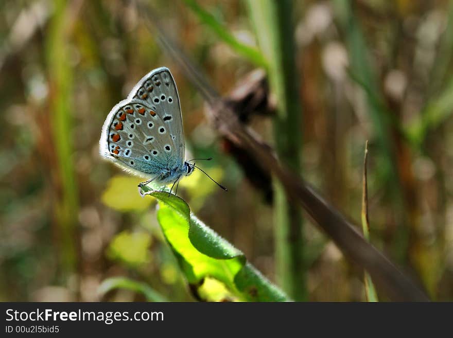 The butterfly sits on a green leaf