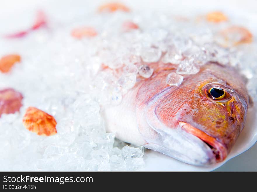 Whole Dorado lays in ice on a white plate with cockleshells close up on a white background. Whole Dorado lays in ice on a white plate with cockleshells close up on a white background