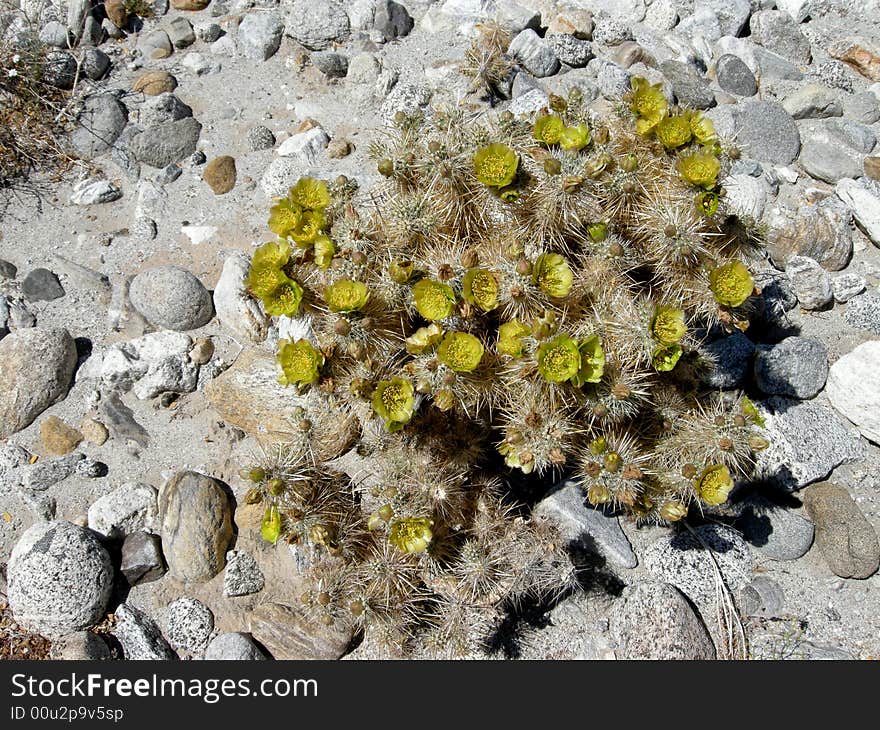 Blooming cacti