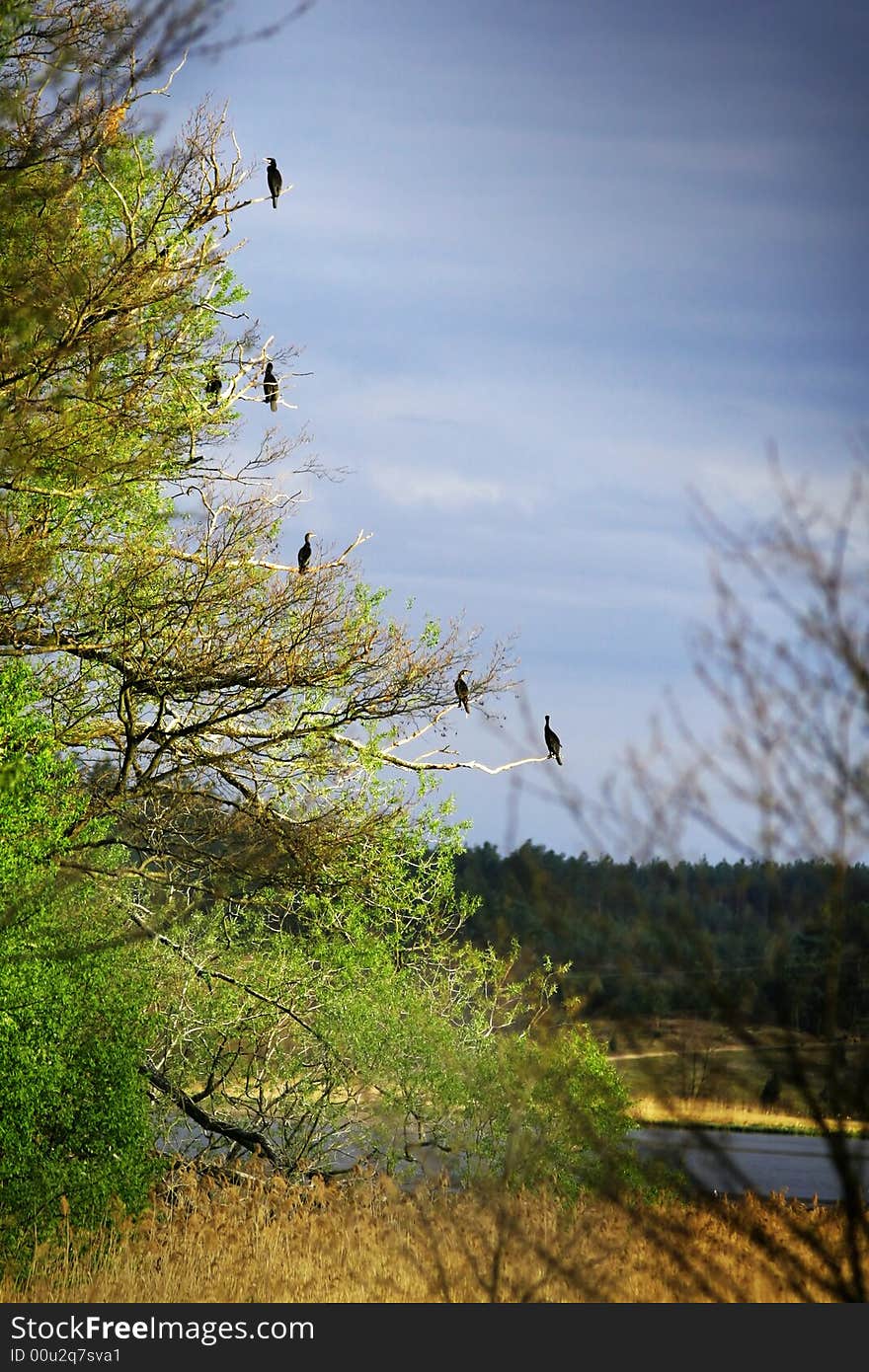 Birds on a tree