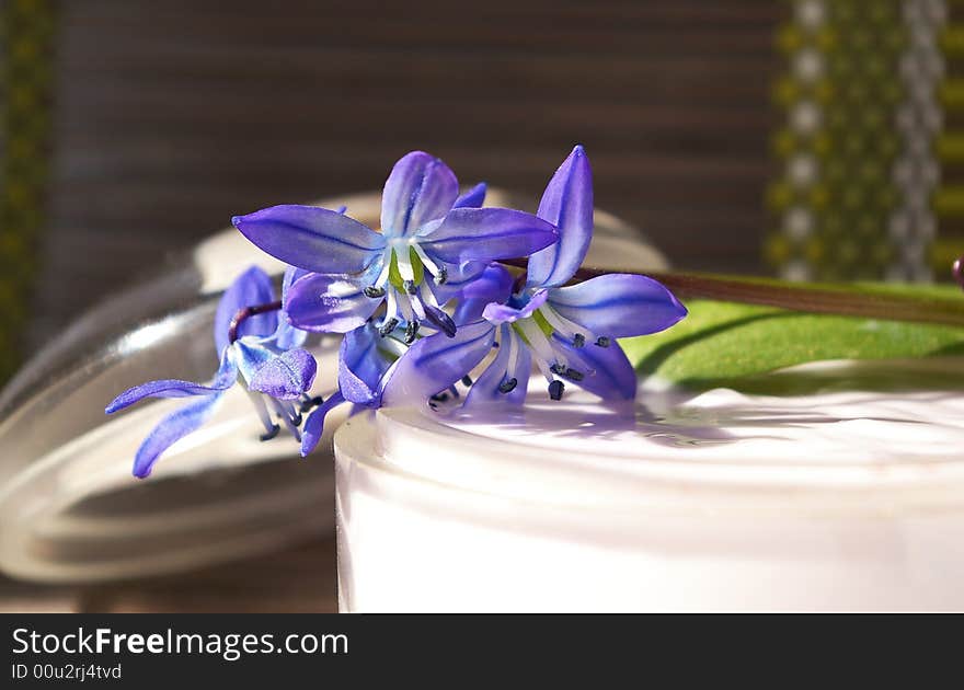 Bank with a cream and snowdrops