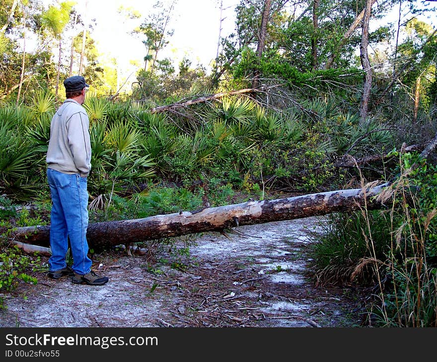 Man surveys fallen tree in forest. Man surveys fallen tree in forest