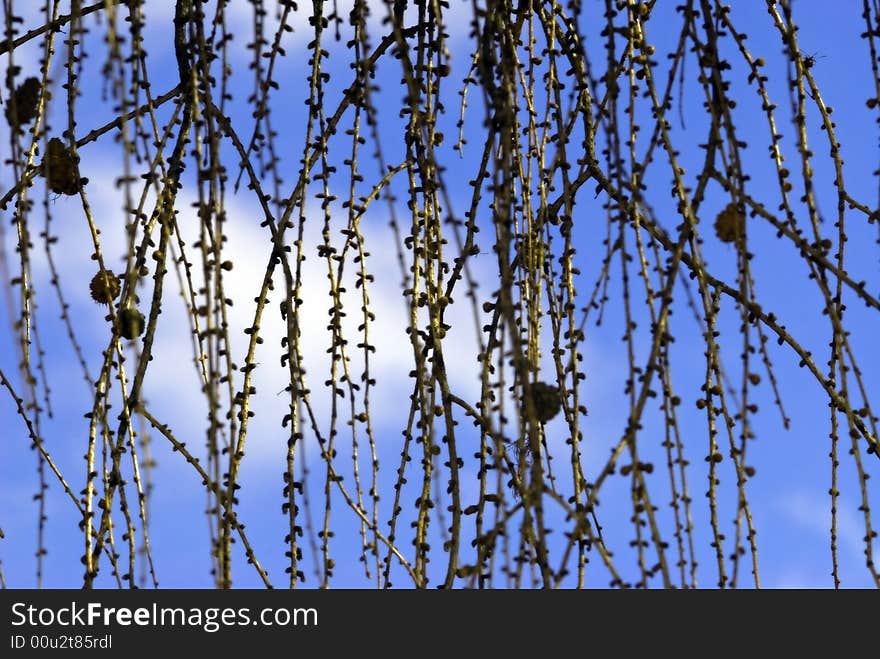 Larch branches against sky. Spring time. Larch branches against sky. Spring time.