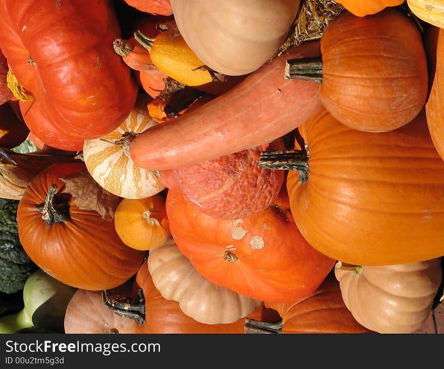 Harvest season - pumpkins and gourds