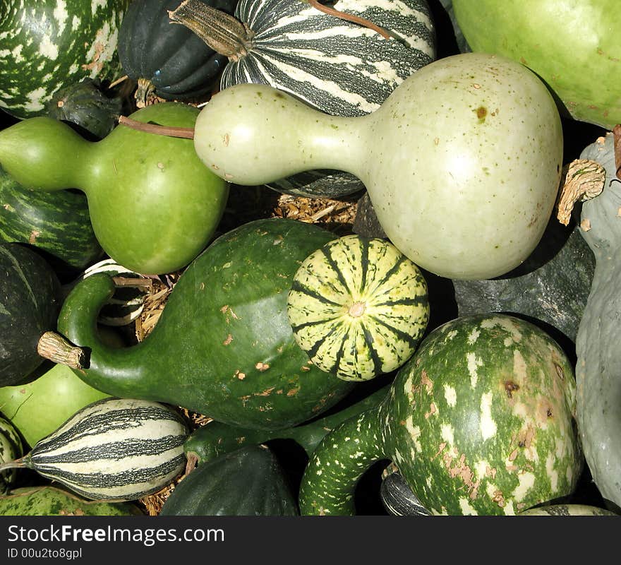 Harvest season - pumpkins and gourds