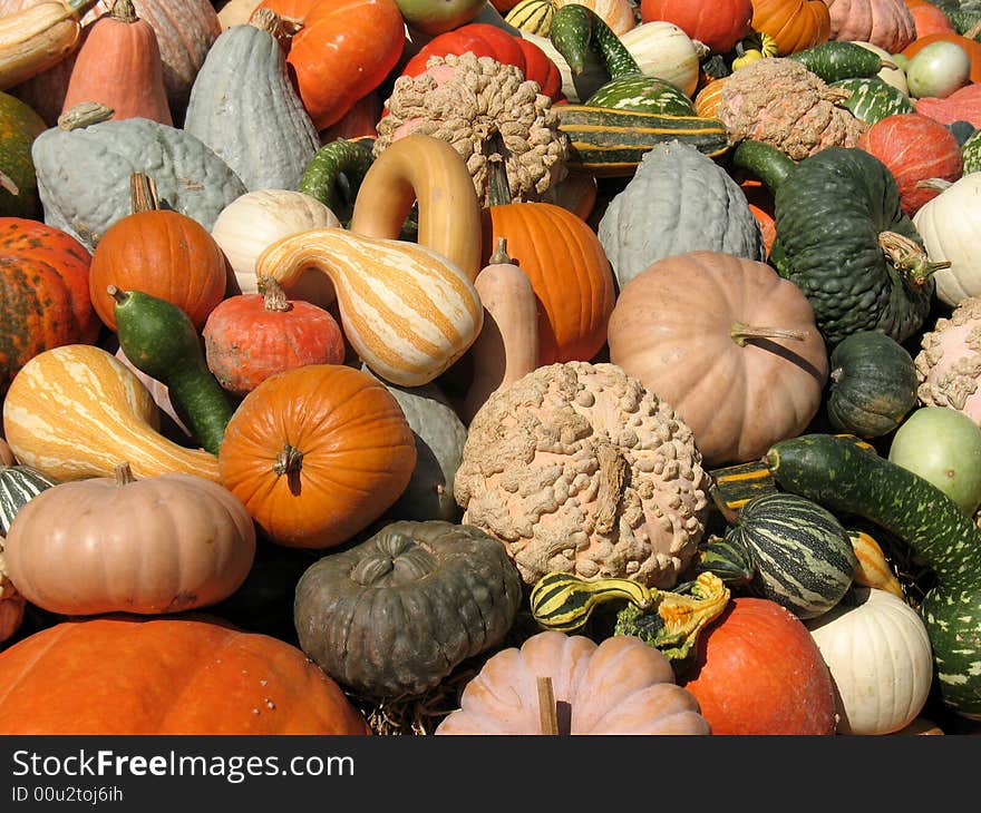 Harvest season - pumpkins and gourds