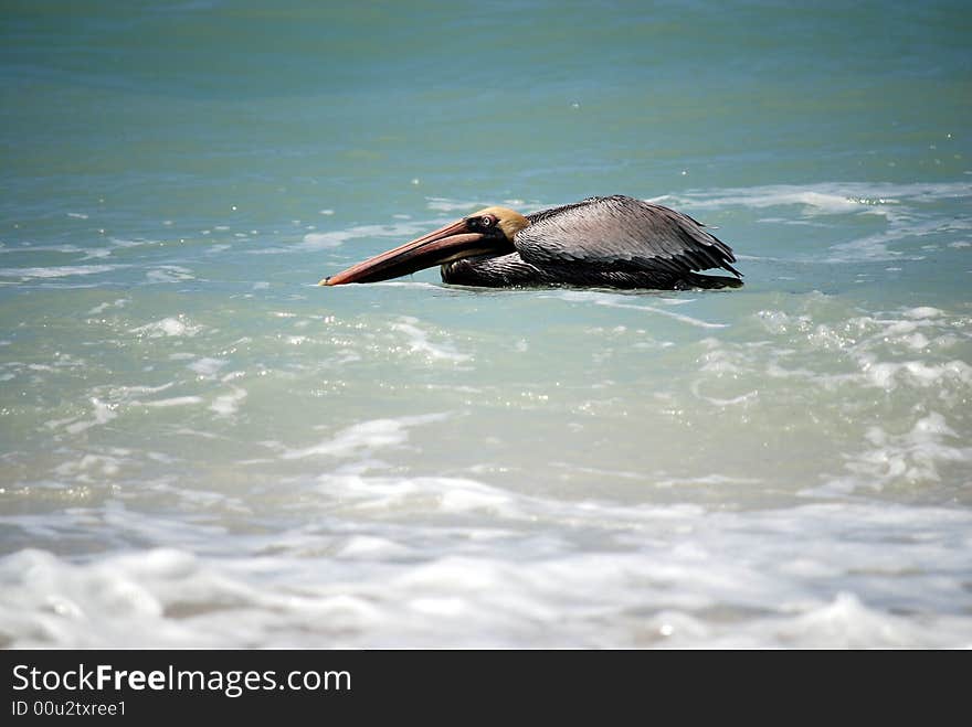 Floating Brown Pelican