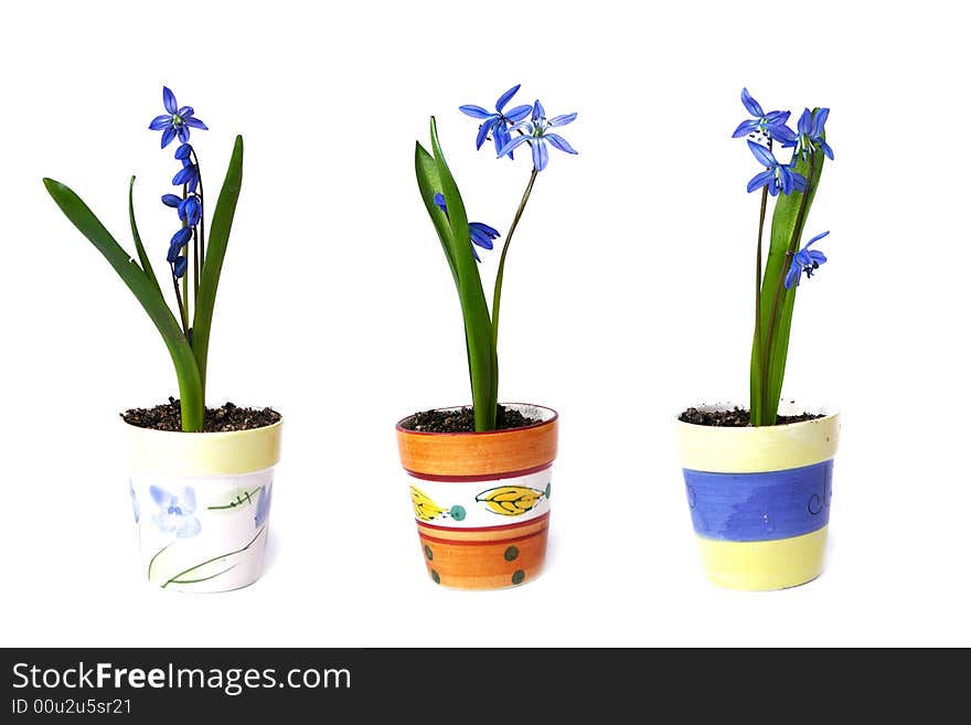 Three flowerpots with snowdrops on a white background