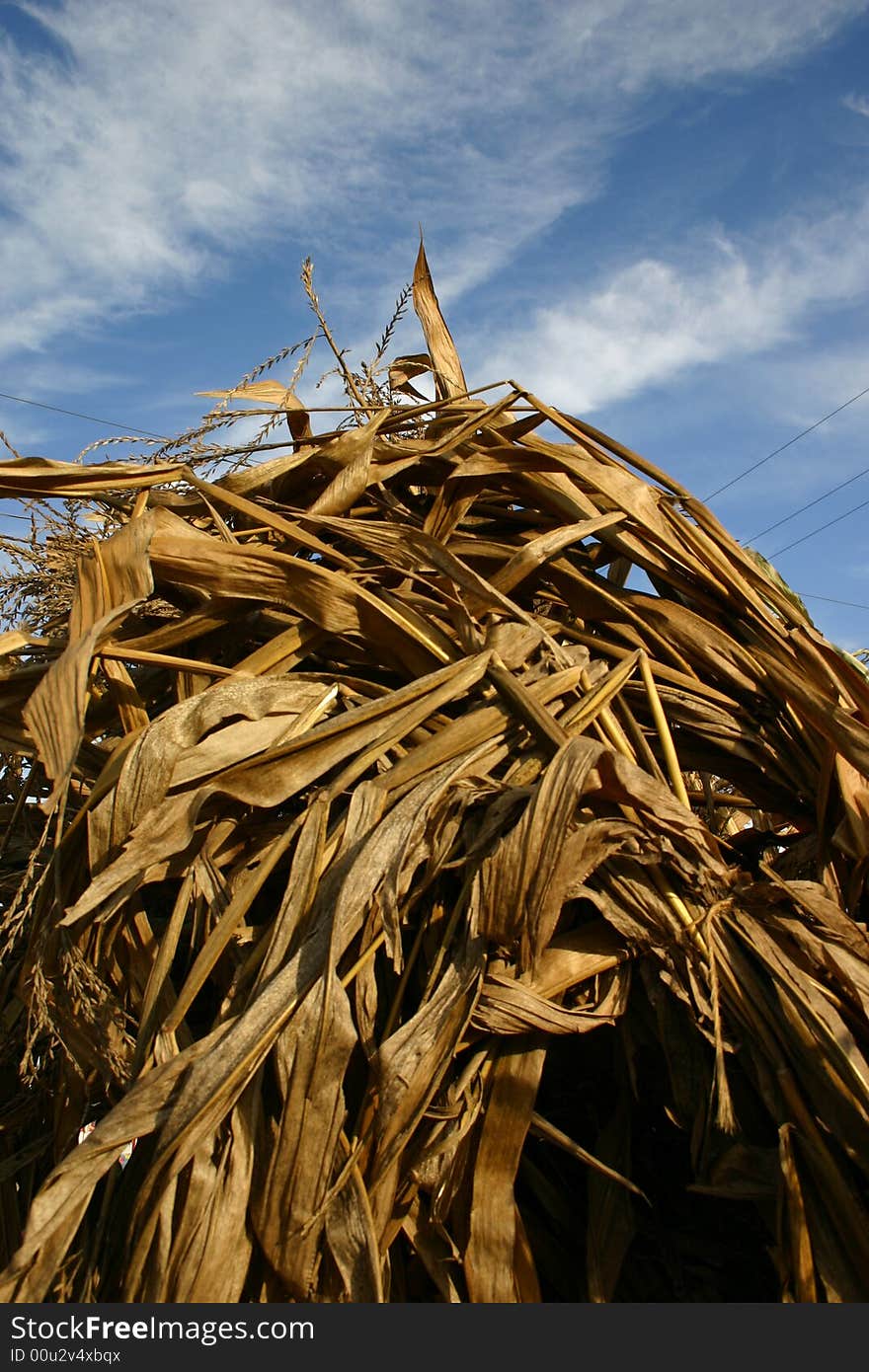 An upward view of cornstalks in the fall with a beautiful blue sky.