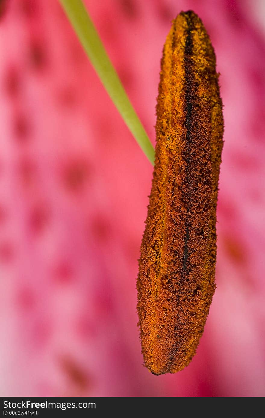 A close-up macro photograph of the pollen and stamen of a pink lily flower head, petal in background. A close-up macro photograph of the pollen and stamen of a pink lily flower head, petal in background