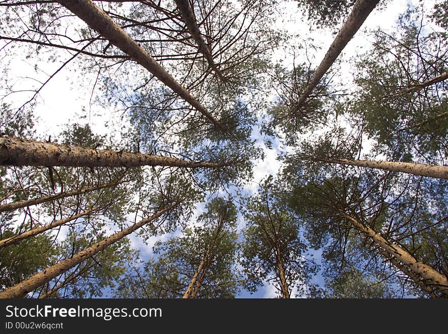 Cyclic tress towards the sky. Cyclic tress towards the sky