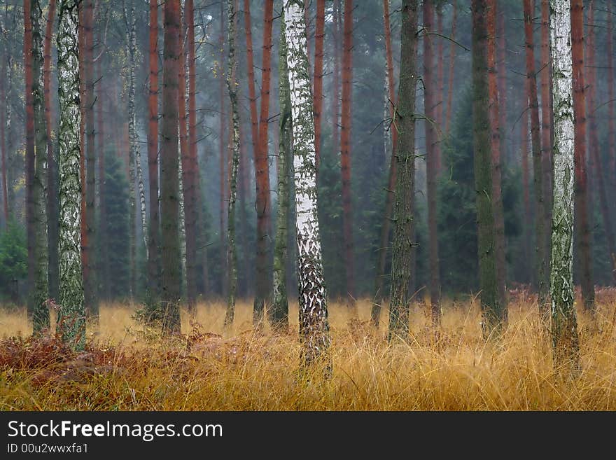 Wet grass in the forest