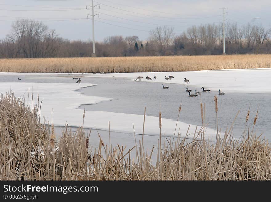 A picture of waterfowl Island in Minnesota at spring's beginning