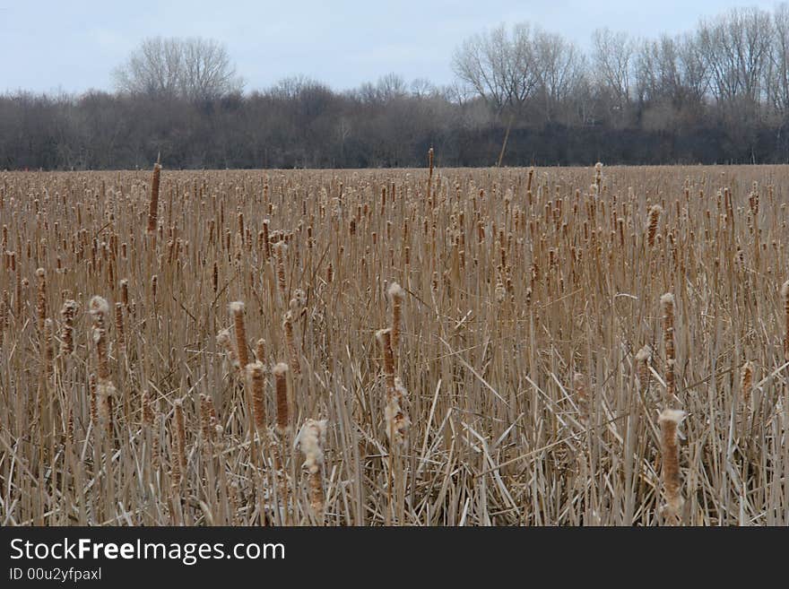 Cottontail Field in early spring